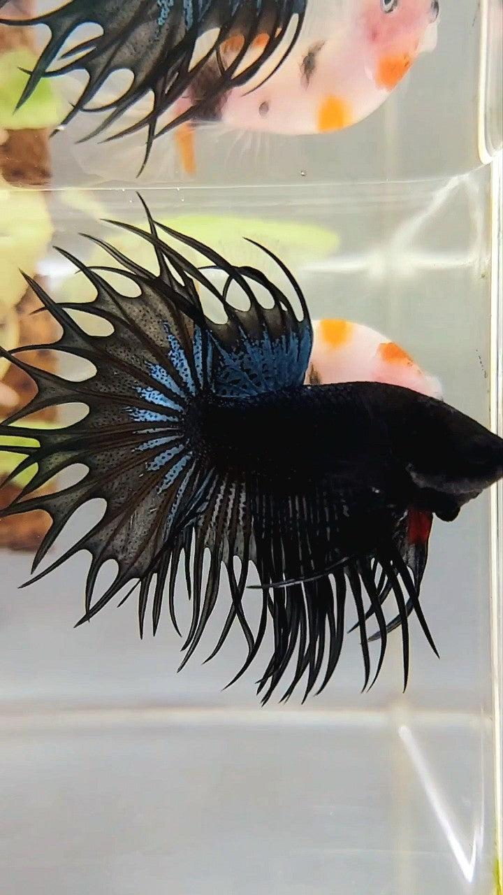 KING CROWNTAIL BLACK ORCHID BETTA FISH