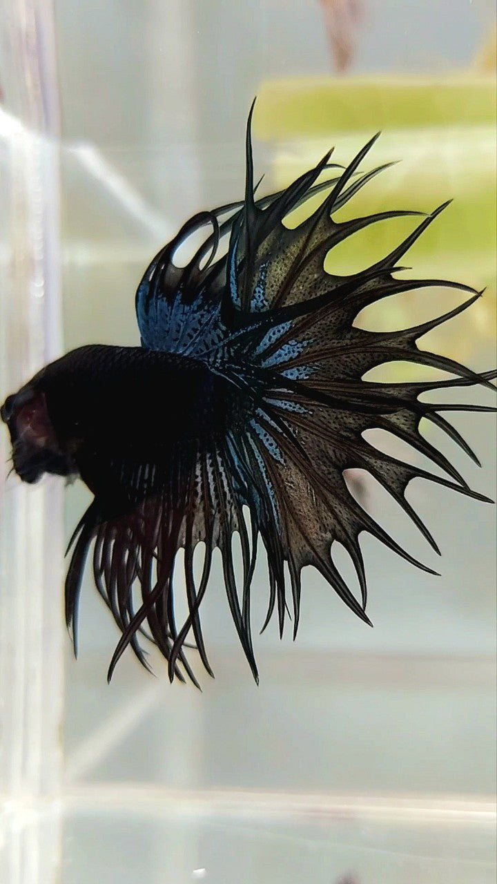 KING CROWNTAIL BLACK ORCHID BETTA FISH