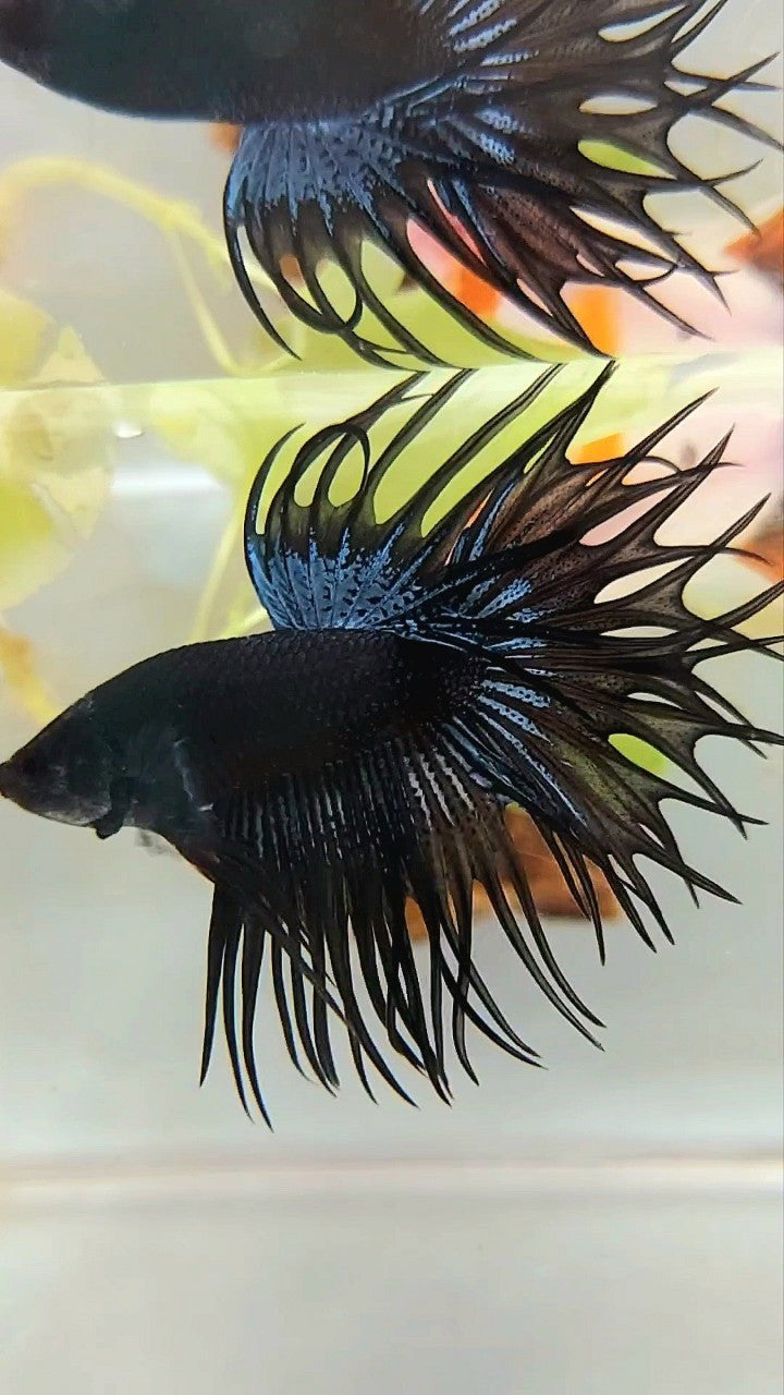 KING CROWNTAIL BLACK ORCHID BETTA FISH