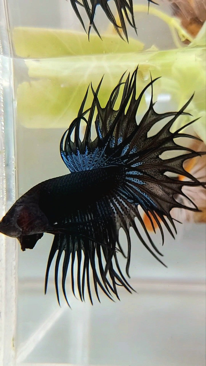 KING CROWNTAIL BLACK ORCHID BETTA FISH