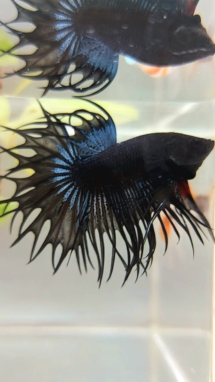 KING CROWNTAIL BLACK ORCHID BETTA FISH