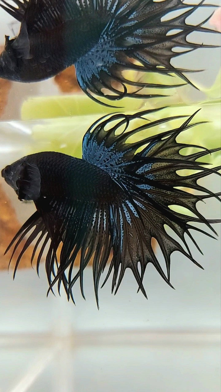 KING CROWNTAIL BLACK ORCHID BETTA FISH