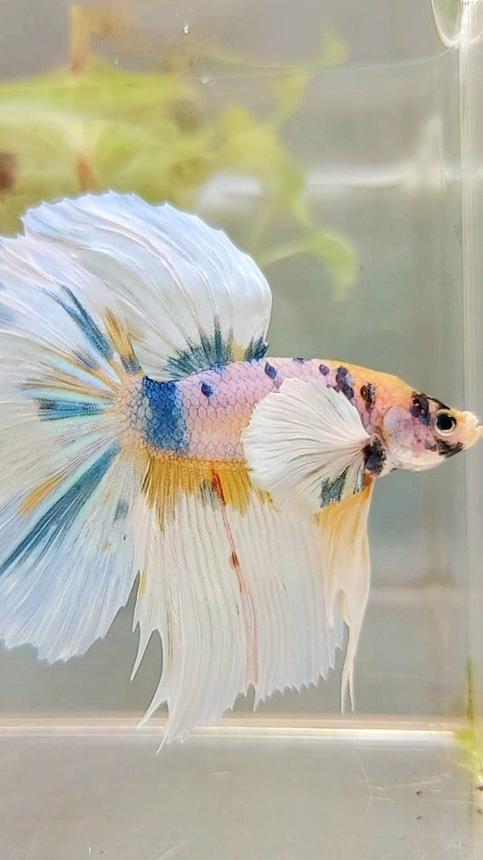 HALFMOON DUMBO EAR YELLOW BLUE MULTICOLOR BETTA FISH