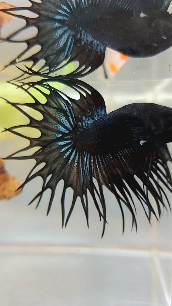 KING CROWNTAIL BLACK ORCHID BETTA FISH