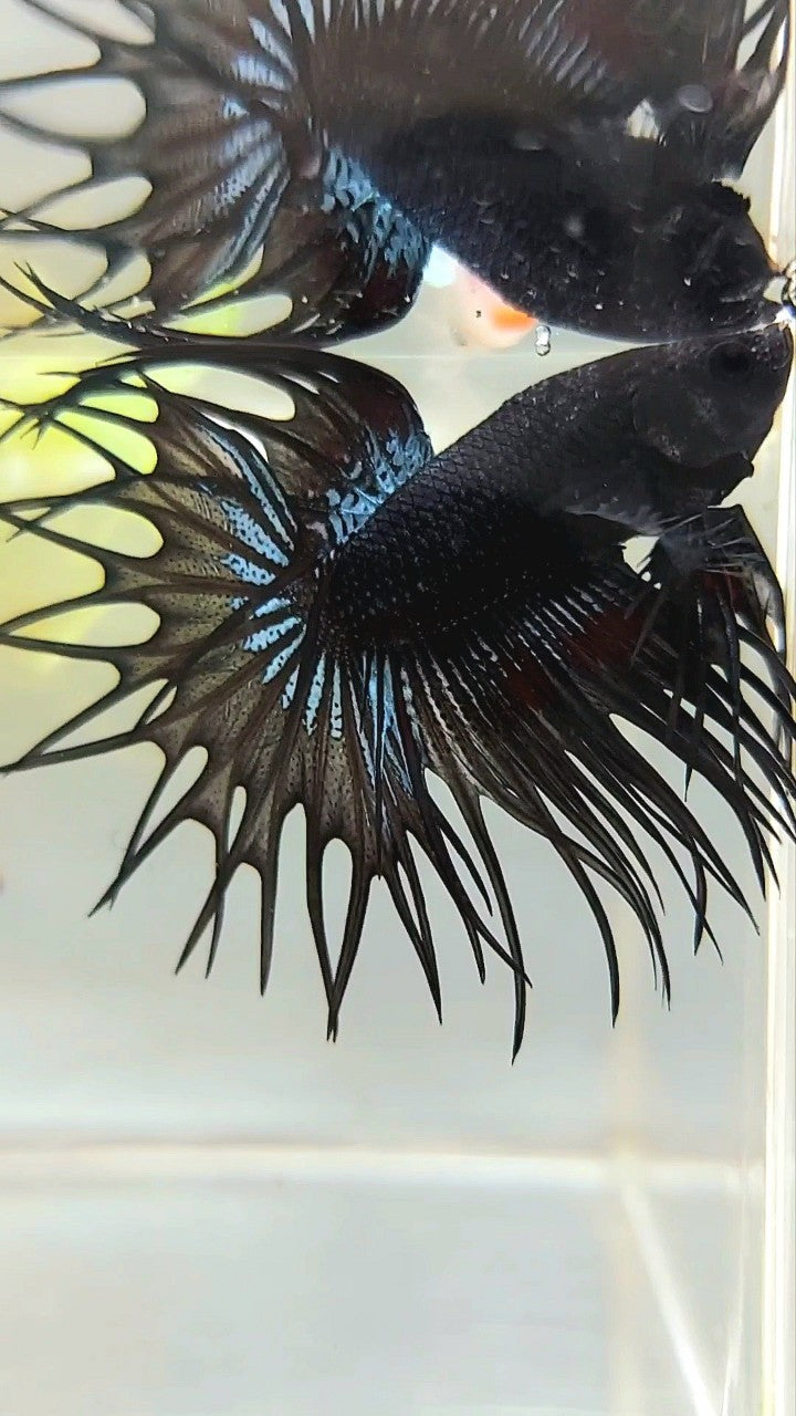 KING CROWNTAIL BLACK ORCHID BETTA FISH