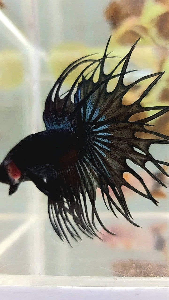 KING CROWNTAIL BLACK ORCHID BETTA FISH