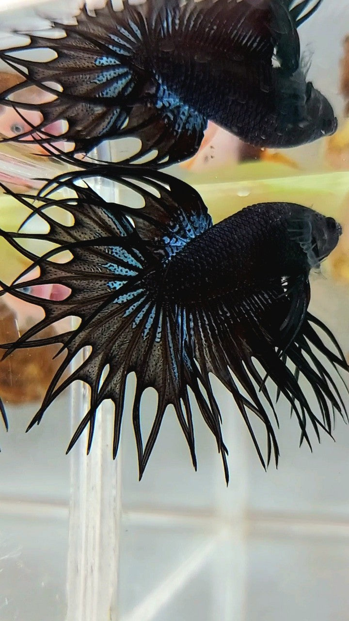 KING CROWNTAIL BLACK ORCHID BETTA FISH