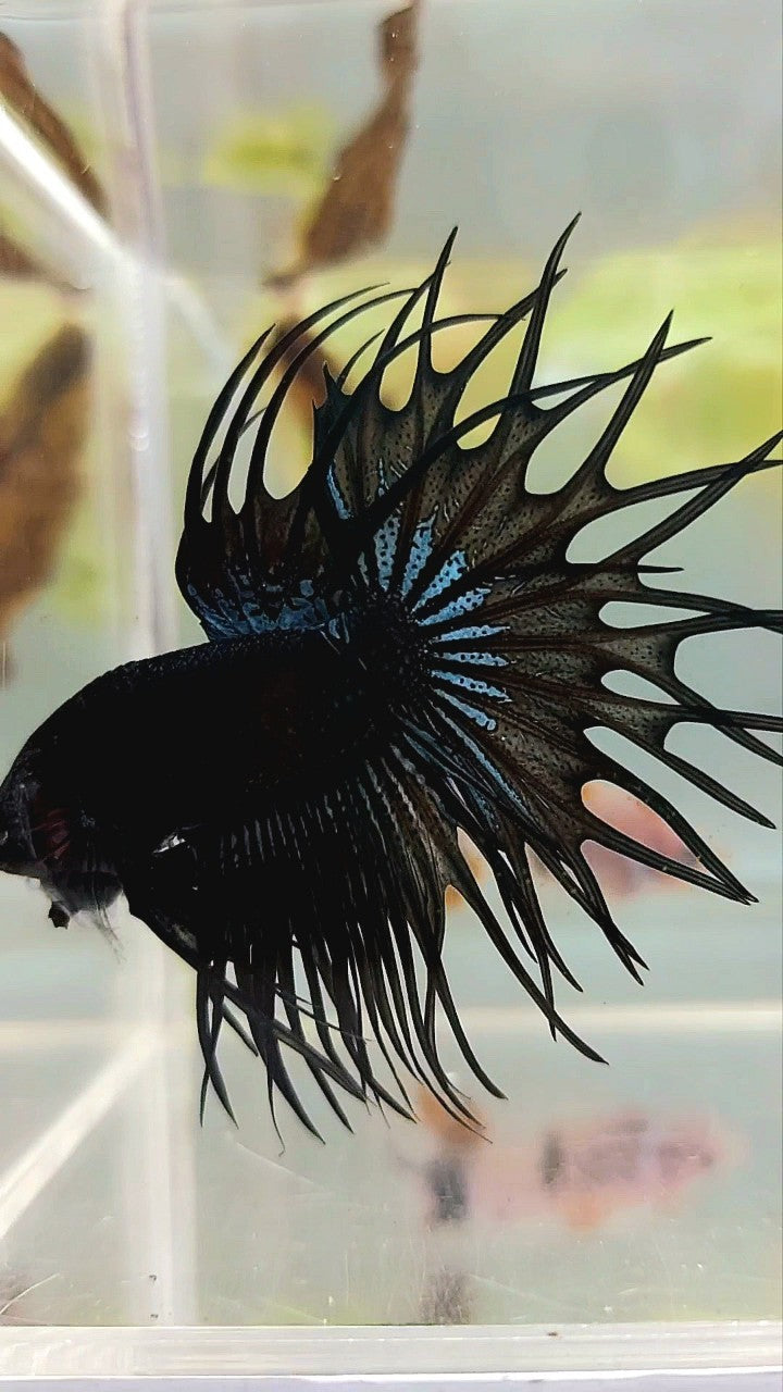 KING CROWNTAIL BLACK ORCHID BETTA FISH