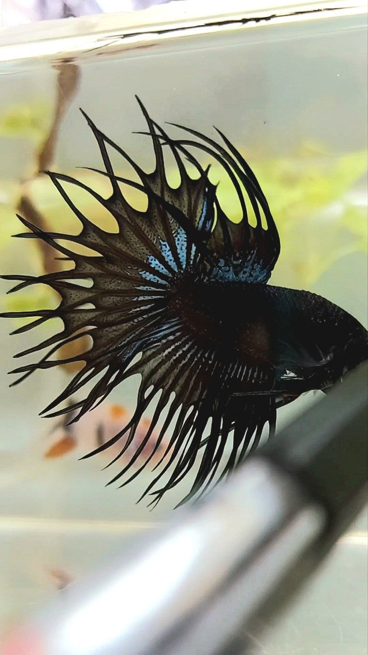 KING CROWNTAIL BLACK ORCHID BETTA FISH