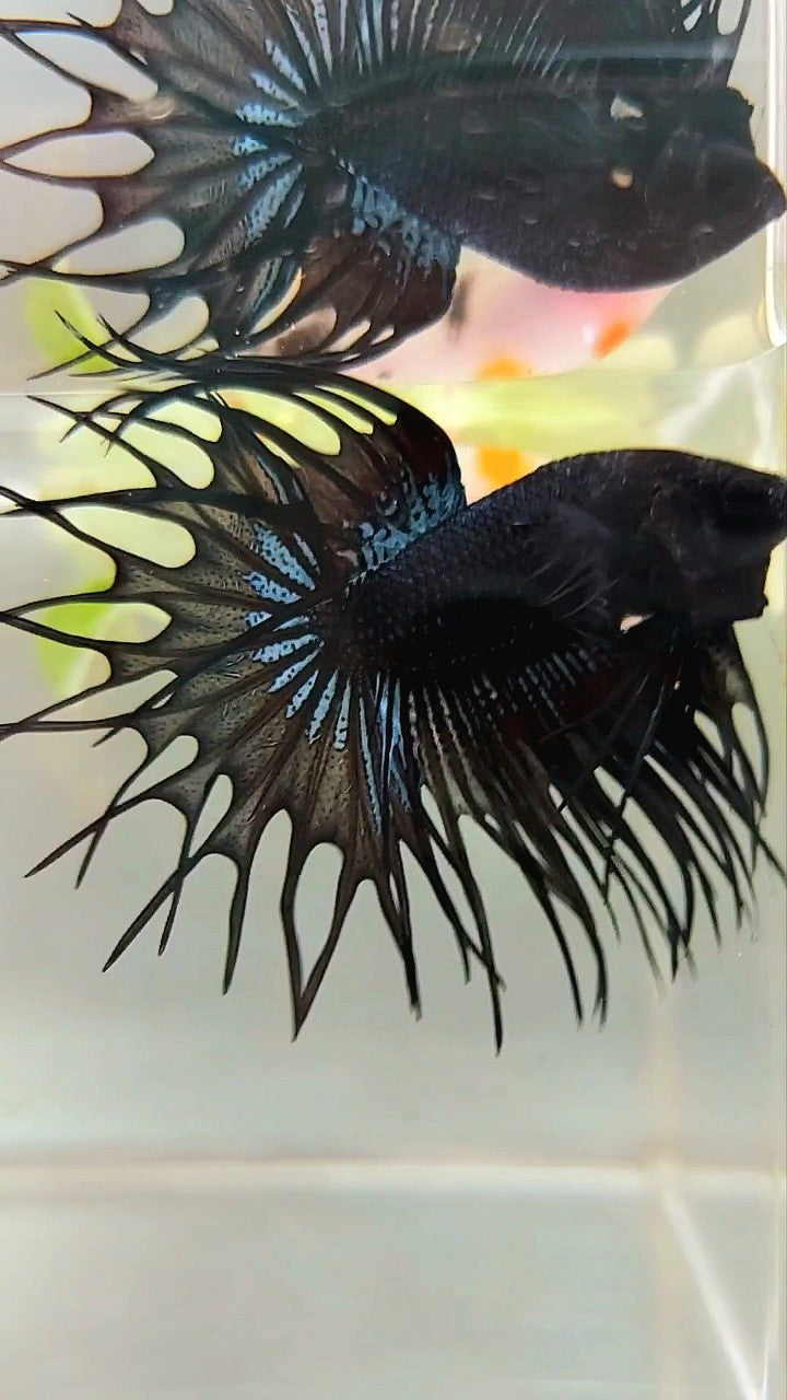 KING CROWNTAIL BLACK ORCHID BETTA FISH