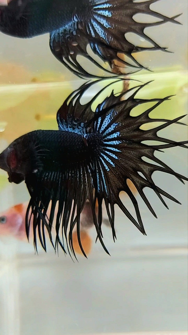 KING CROWNTAIL BLACK ORCHID BETTA FISH