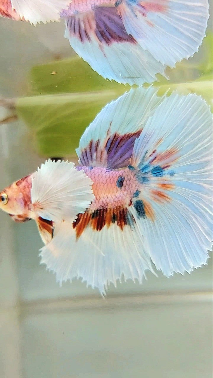 Betta fish clearance candy