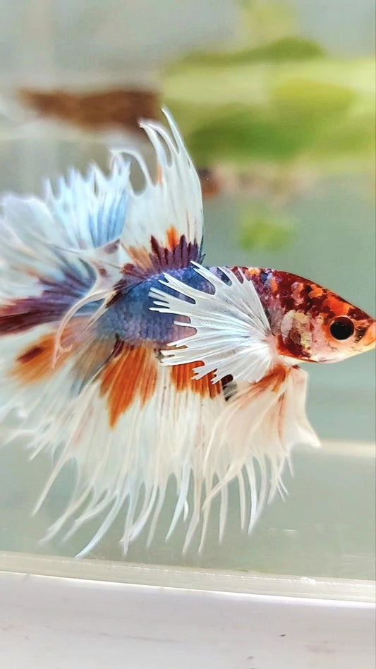 LUXURIÖSER XL-KRONENSCHWANZ DUMBO-OHR BLAU ORANGE MEHRFARBIGER BETTA-FISCH