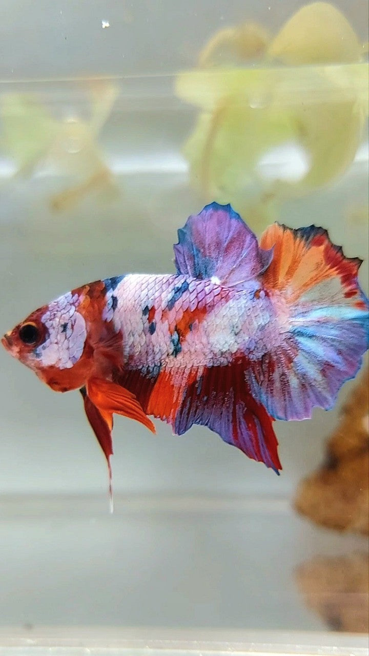 PLAKAT LILA SÜSSIGKEITEN MEHRFARBIGER BETTA-FISCH