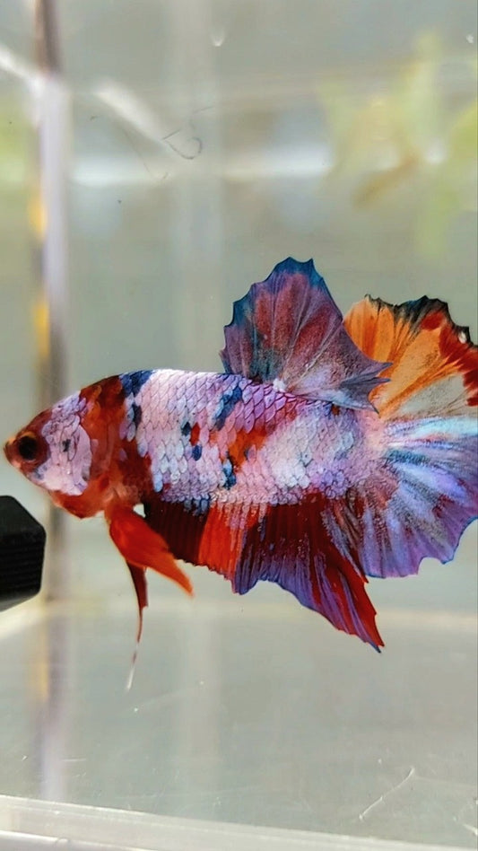 PLAKAT LILA SÜSSIGKEITEN MEHRFARBIGER BETTA-FISCH