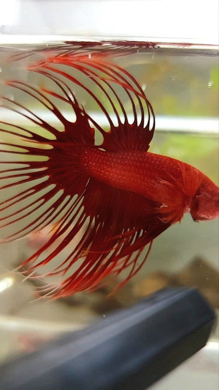 CROWNTAIL SUPER RED BETTA FISH