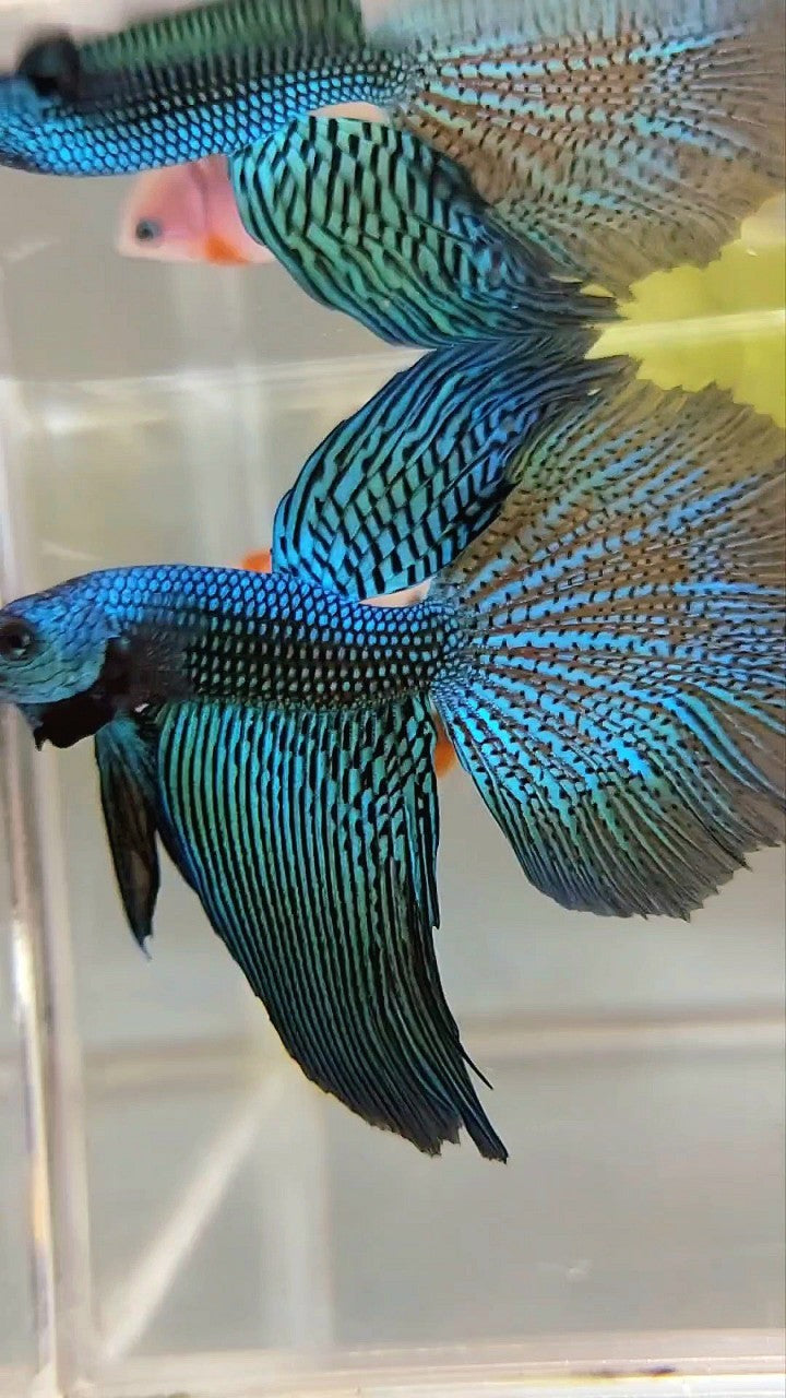 LUXURY XL HALFMOON ALIEN GREEN-BLUE HYBRID WILD BETTA FISH – Rare