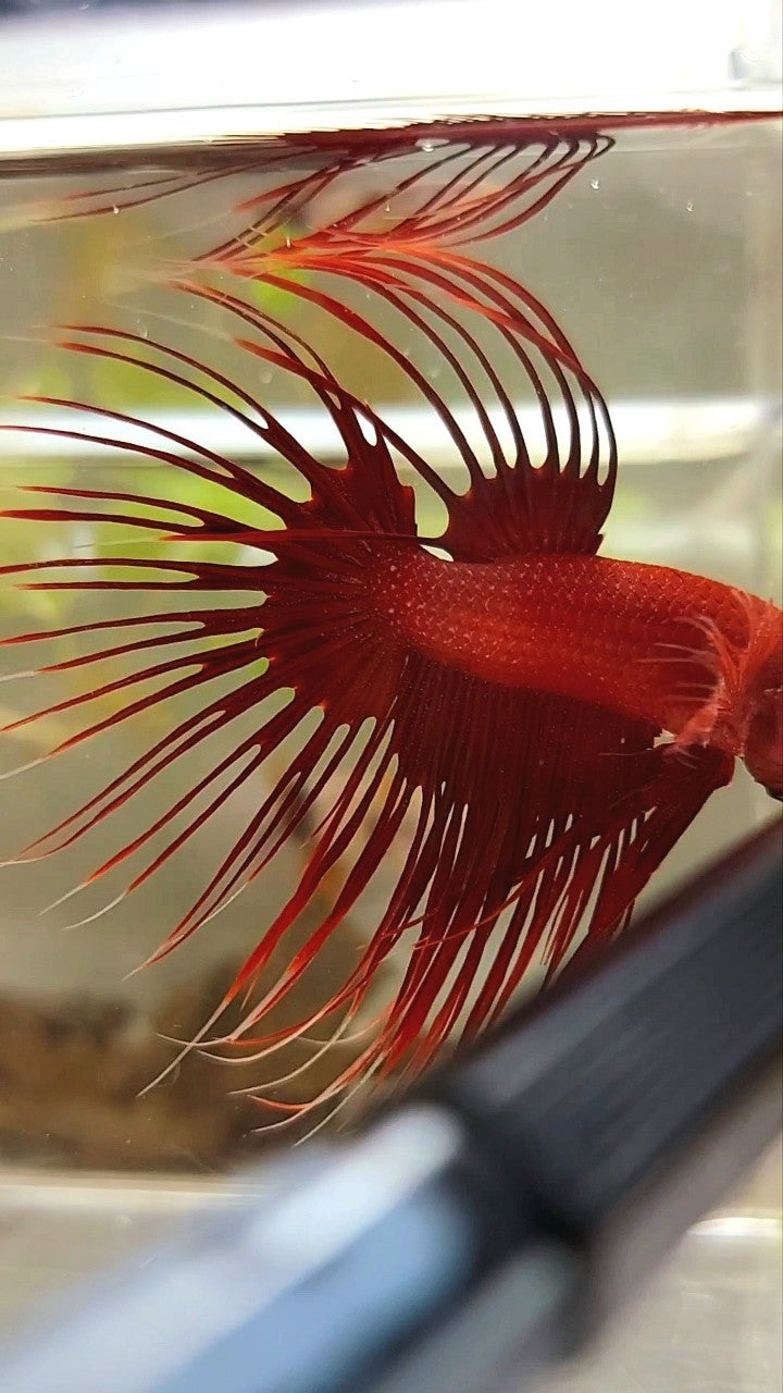 CROWNTAIL SUPER RED BETTA FISH
