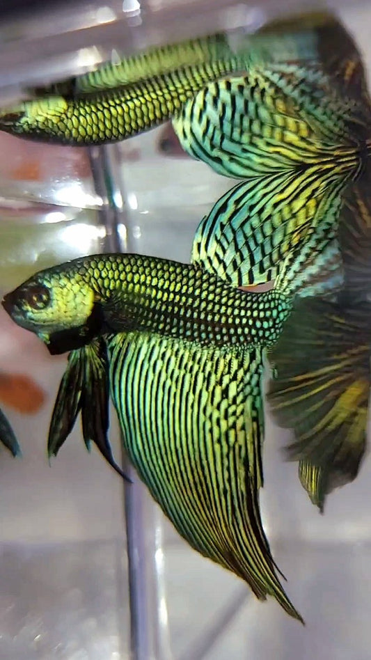 LUXUS XL HALFMOON ALIEN GRÜN-BLAUER HYBRID WILD BETTA FISCH