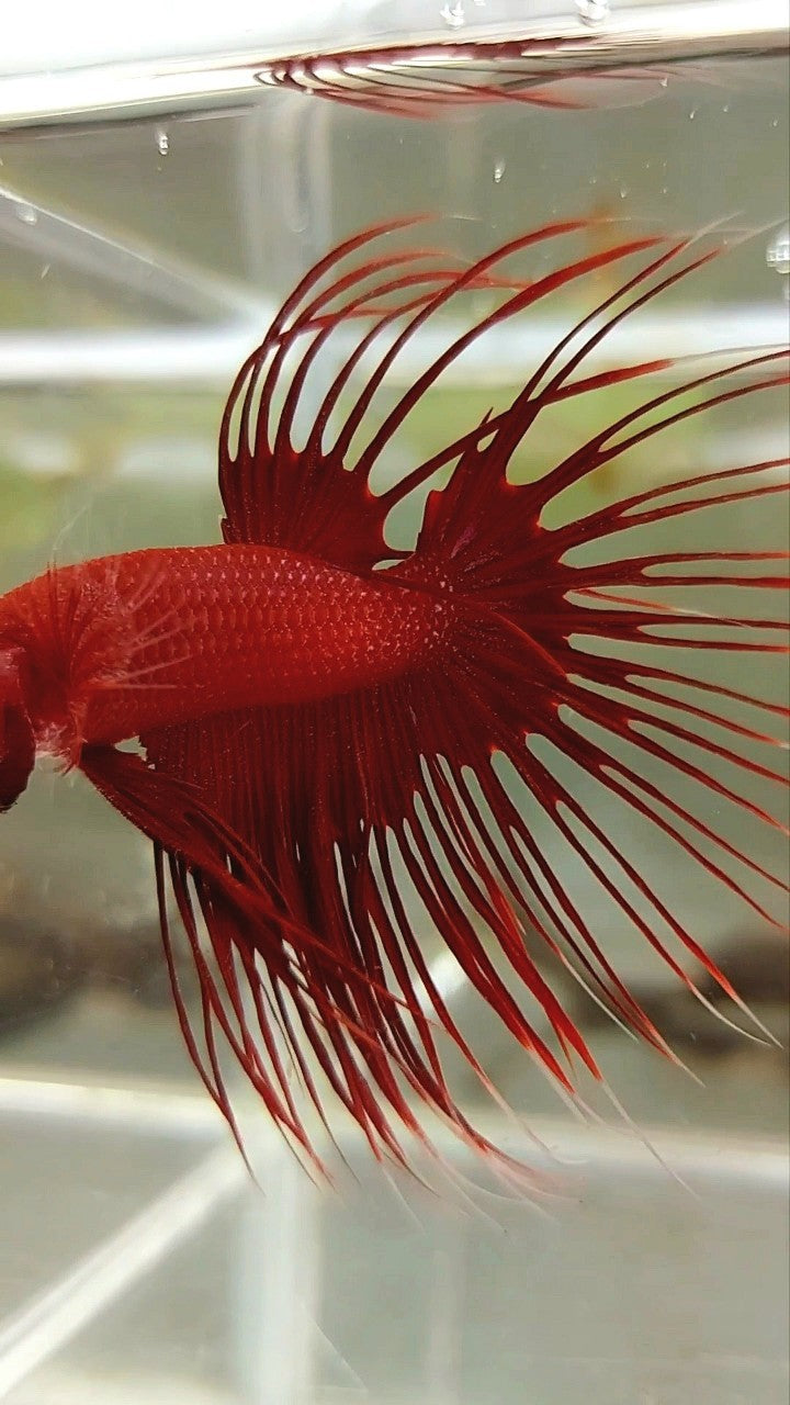 CROWNTAIL SUPER RED BETTA FISH