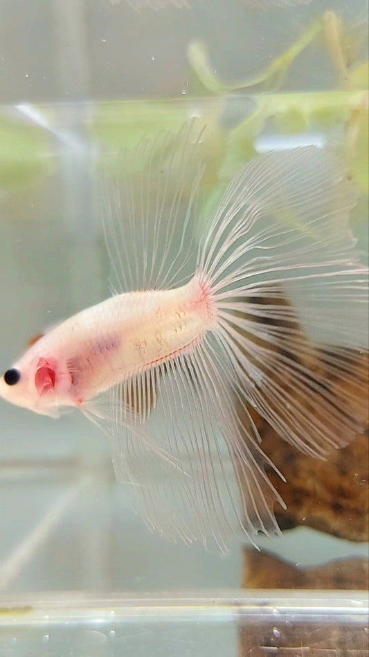 HALBMONDER TRANSPARENTER CELLOPHAN-BETTA-FISCH