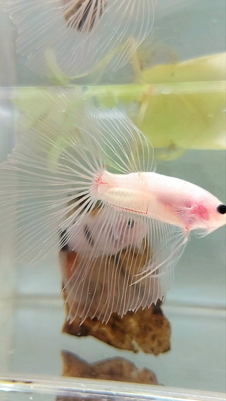 Cellophane betta 2024 for sale