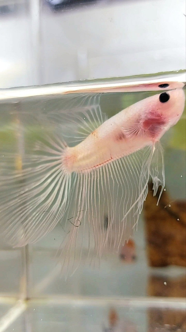 HALBMONDER TRANSPARENTER CELLOPHAN-BETTA-FISCH