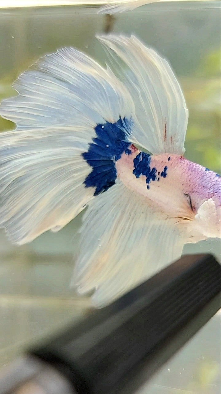 HALFMOON WHITE BLUE PATTERN BETTA FISH