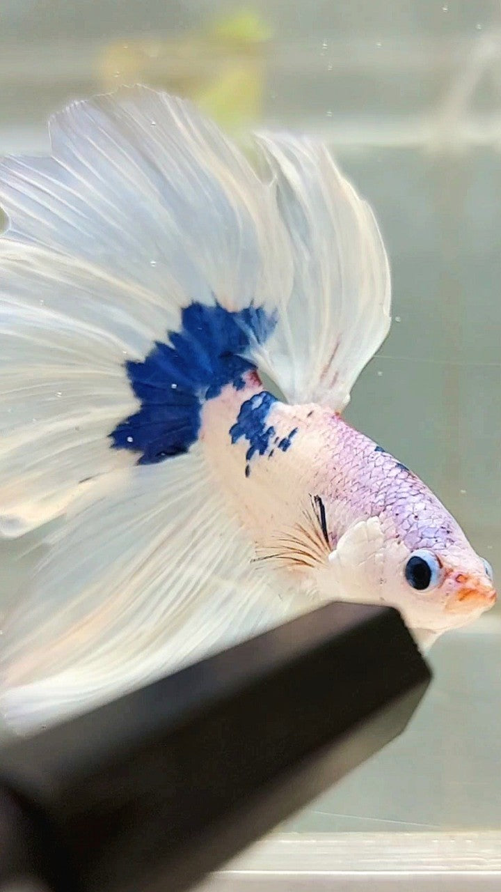 HALFMOON WHITE BLUE PATTERN BETTA FISH