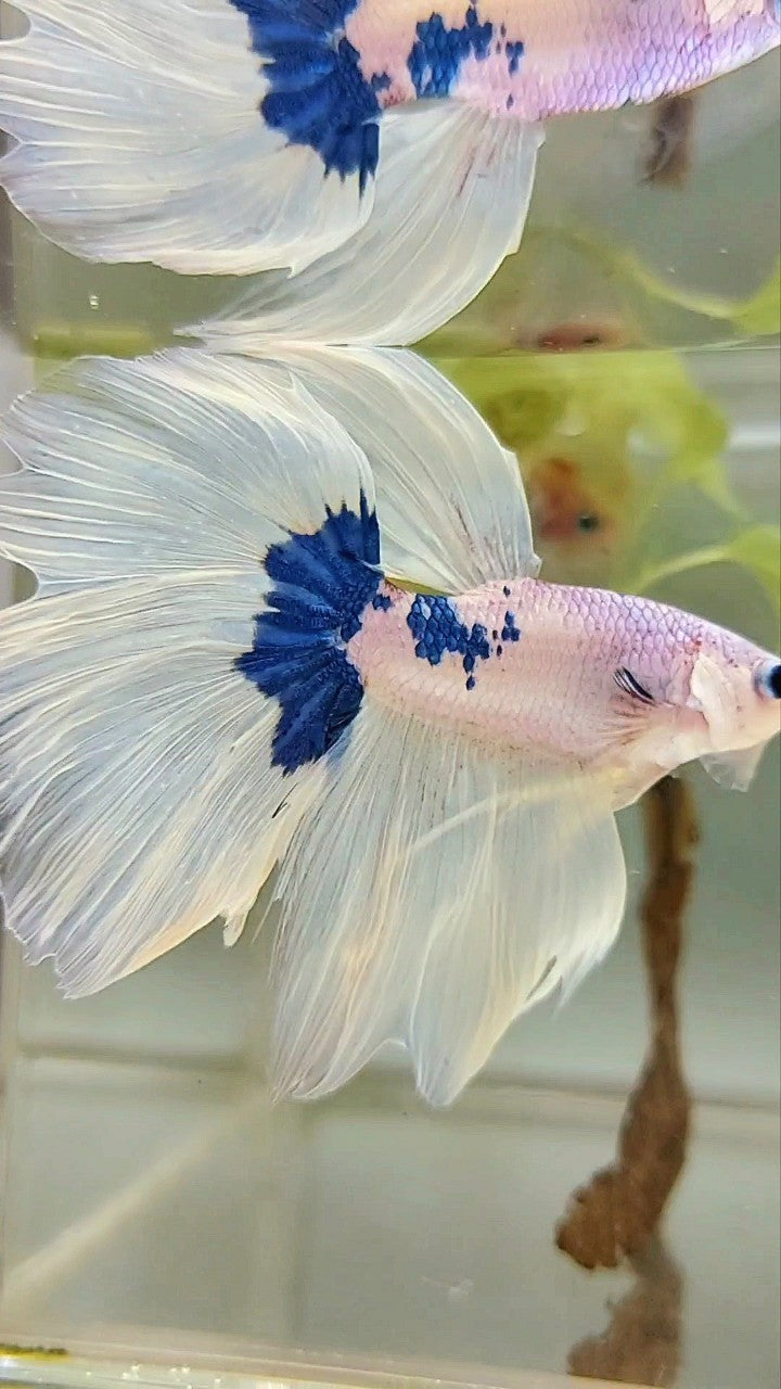 HALFMOON WHITE BLUE PATTERN BETTA FISH