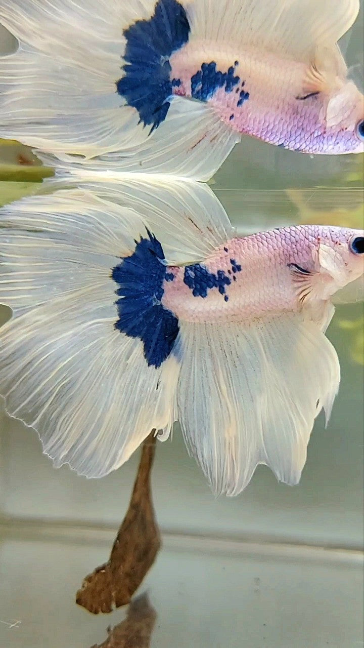 HALFMOON WHITE BLUE PATTERN BETTA FISH