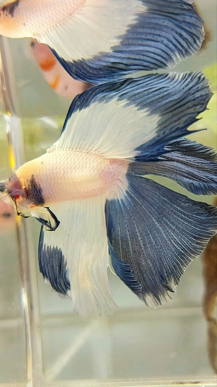 HALFMOON DOUBLE TAIL BLUE RIM BETTA FISH
