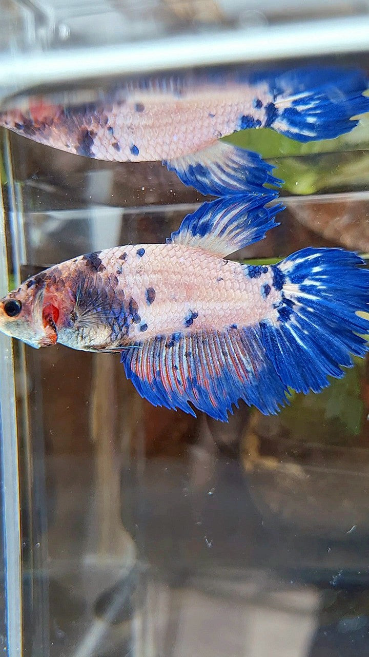 FEMALE GIANT HALFMOON BO 5CM+ CROWNTAIL PINK FLAMINGGO BLUE FANCY RIM BETTA FISH