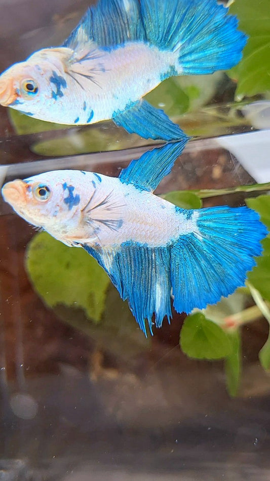 FEMALE XL HALFMOON WHITE BLUE MARBLE BETTA FISH