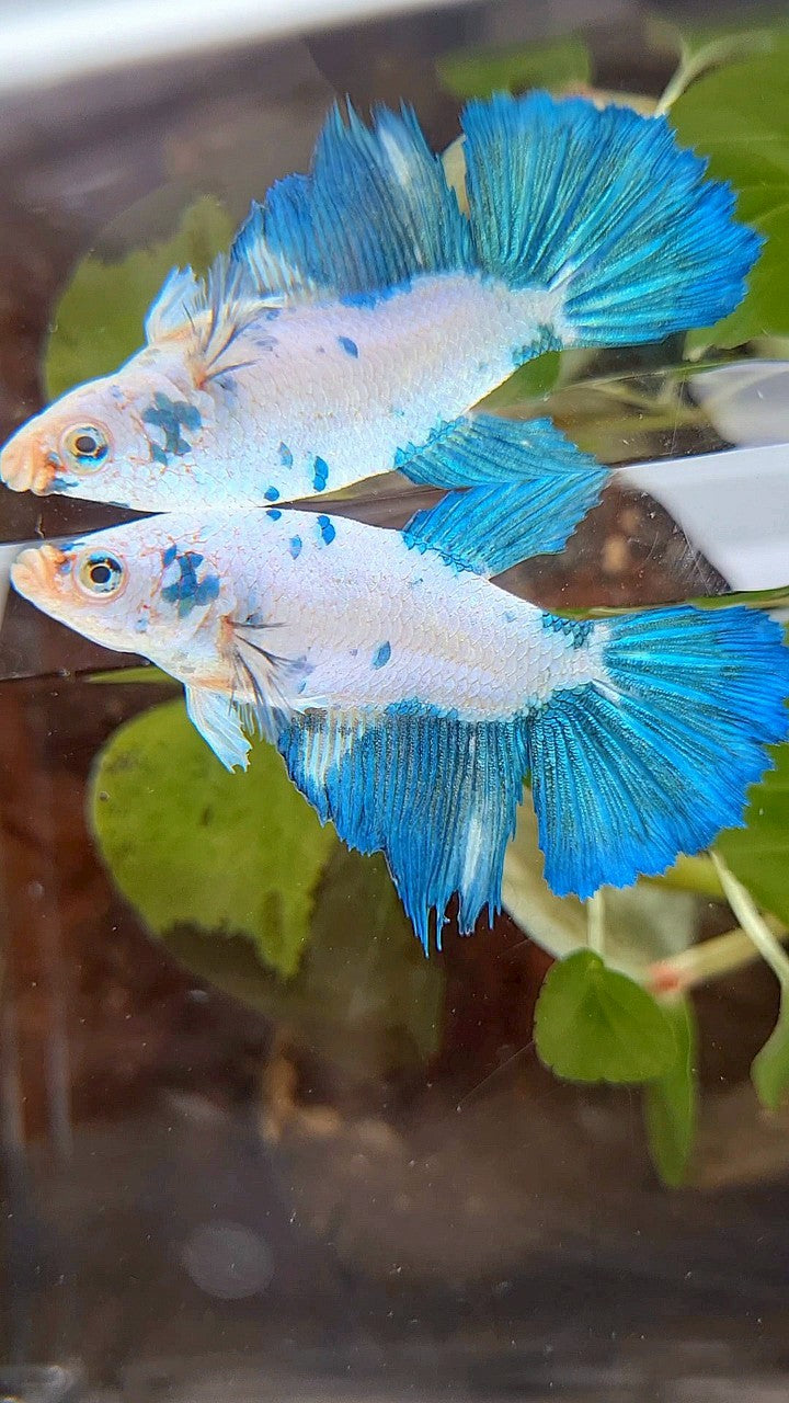 FEMALE XL HALFMOON WHITE BLUE MARBLE BETTA FISH