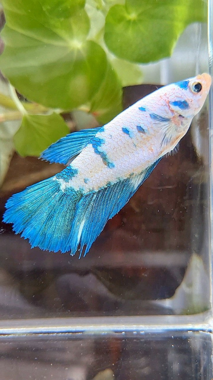 FEMALE XL HALFMOON WHITE BLUE MARBLE BETTA FISH