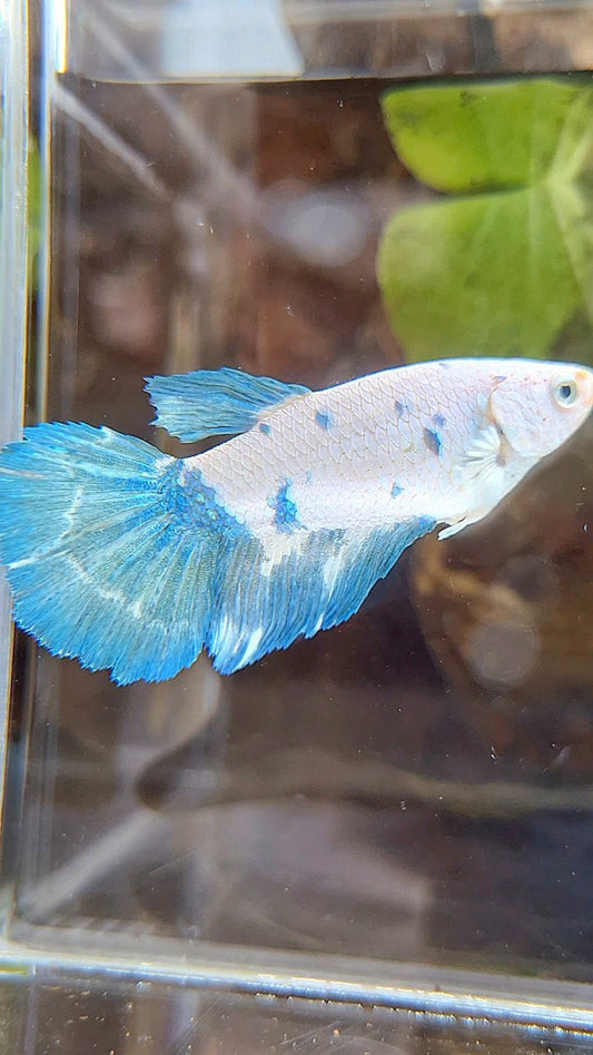 FEMALE XL HALFMOON WHITE BLUE MARBLE BETTA FISH