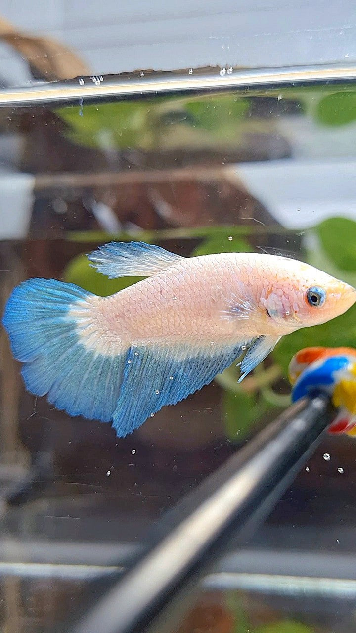 FEMALE HALFMOON BLUE RIM BICOLOR BETTA FISH