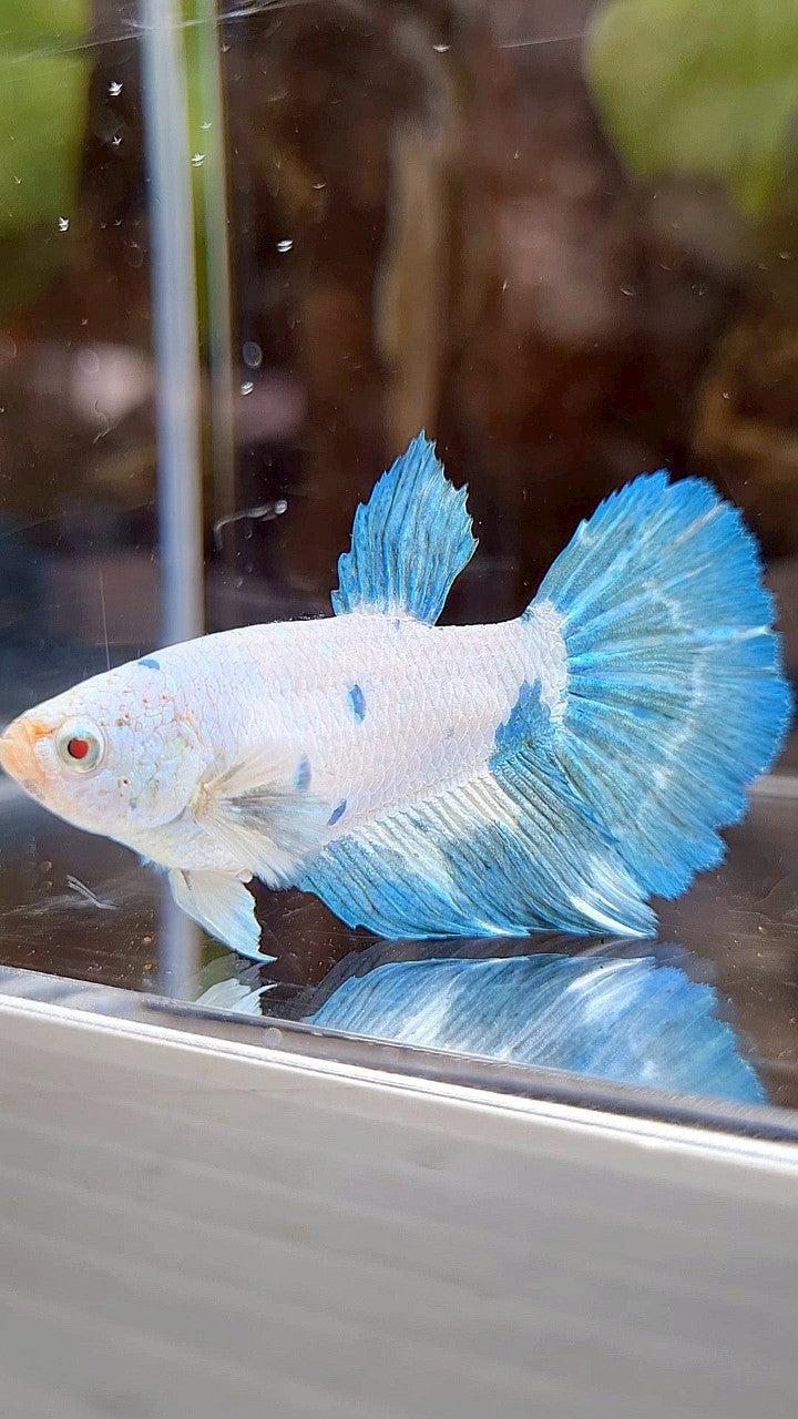 FEMALE XL HALFMOON WHITE BLUE MARBLE BETTA FISH