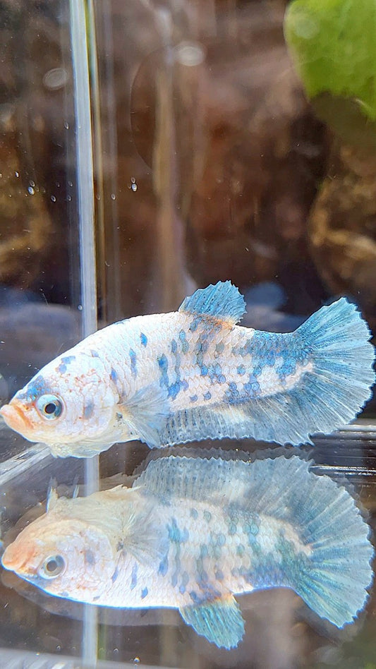 FEMALE XL PLAKAT WHITE BLUE MARBLE BETTA FISH