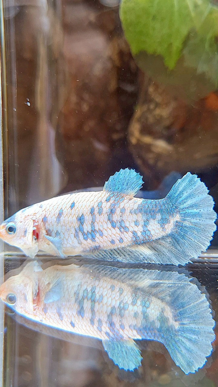 FEMALE XL PLAKAT WHITE BLUE MARBLE BETTA FISH