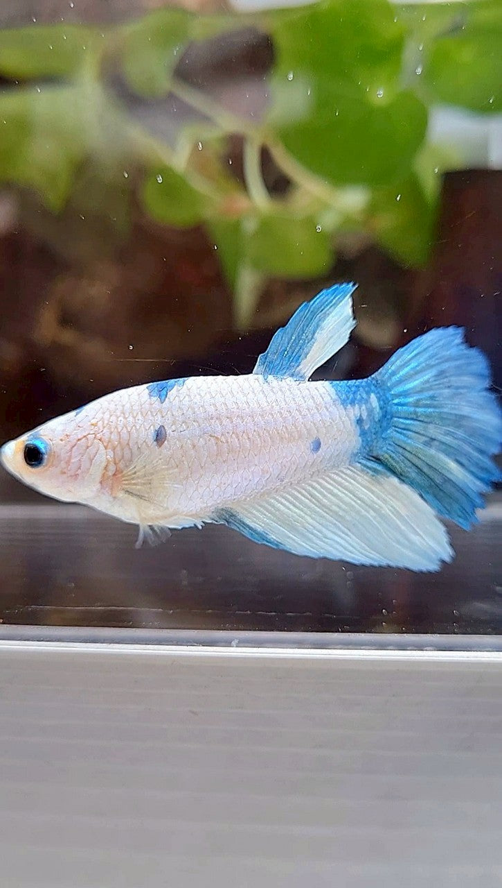 FEMALE XL HALFMOON WHITE BLUE MARBLE BETTA FISH