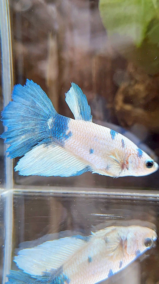 FEMALE XL HALFMOON WHITE BLUE MARBLE BETTA FISH