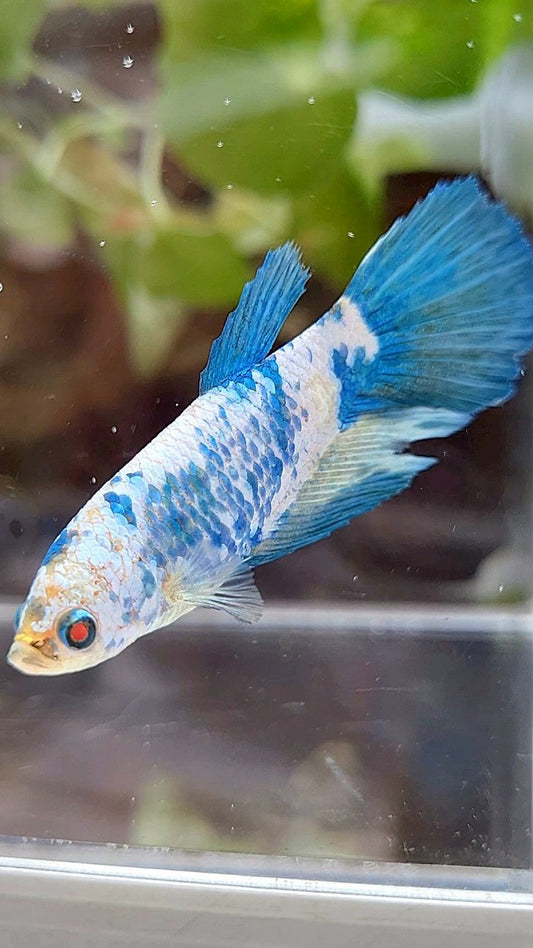 FEMALE XL HALFMOON BLUE MARBLE BETTA FISH
