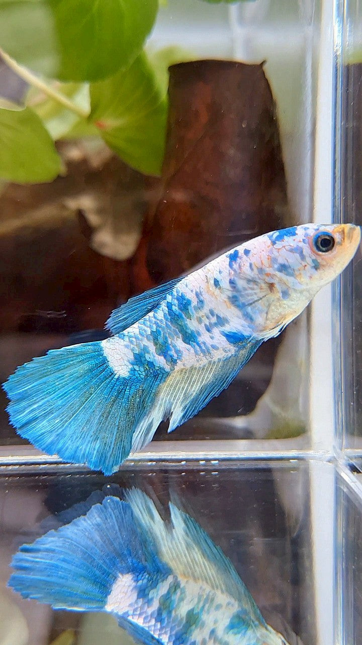 FEMALE XL HALFMOON BLUE MARBLE BETTA FISH