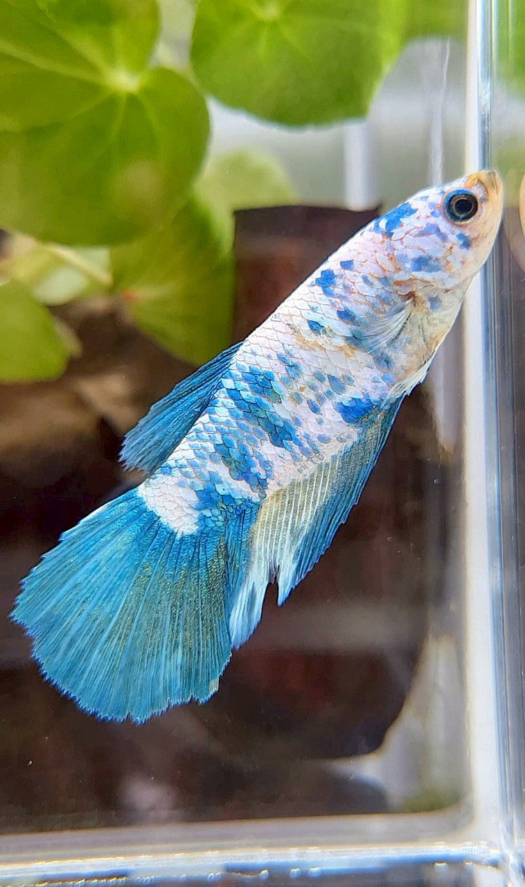 FEMALE XL HALFMOON BLUE MARBLE BETTA FISH