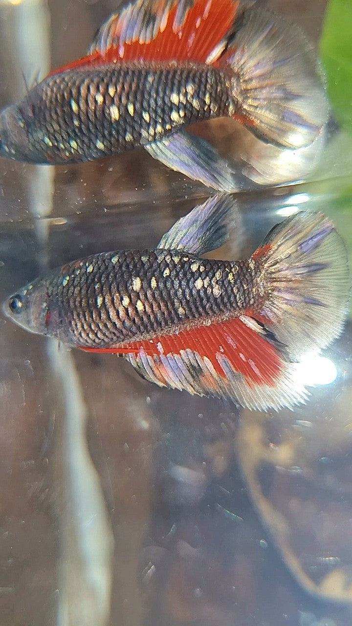 FEMALE HALFMOON BLACK GALAXY AVATAR COPPER RED WASH BETTA FISH