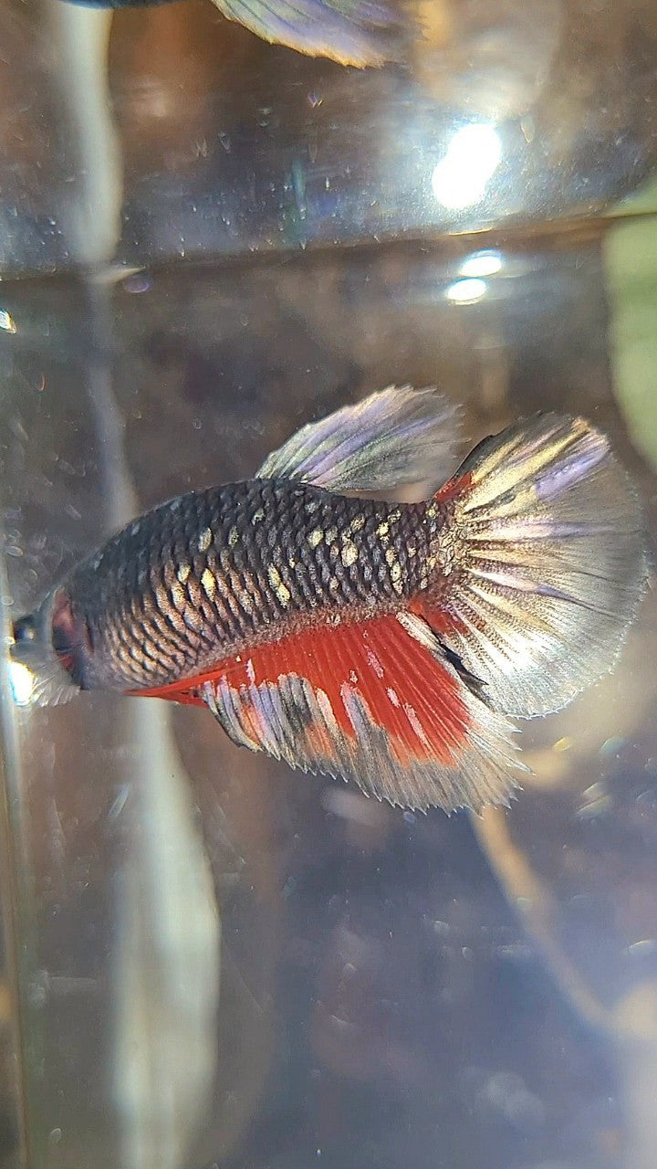 FEMALE HALFMOON BLACK GALAXY AVATAR COPPER RED WASH BETTA FISH
