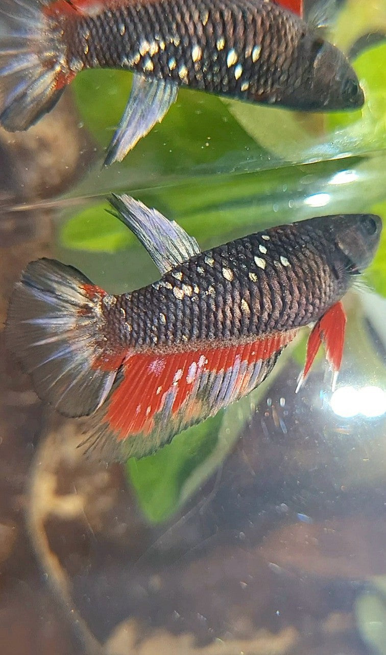 FEMALE HALFMOON BLACK GALAXY AVATAR COPPER RED WASH BETTA FISH