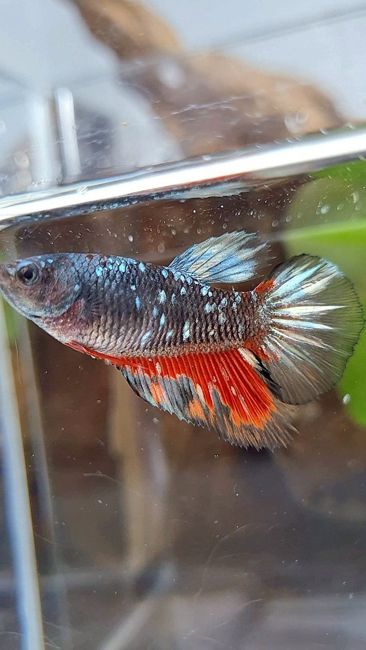 FEMALE HALFMOON BLACK GALAXY AVATAR COPPER RED WASH BETTA FISH